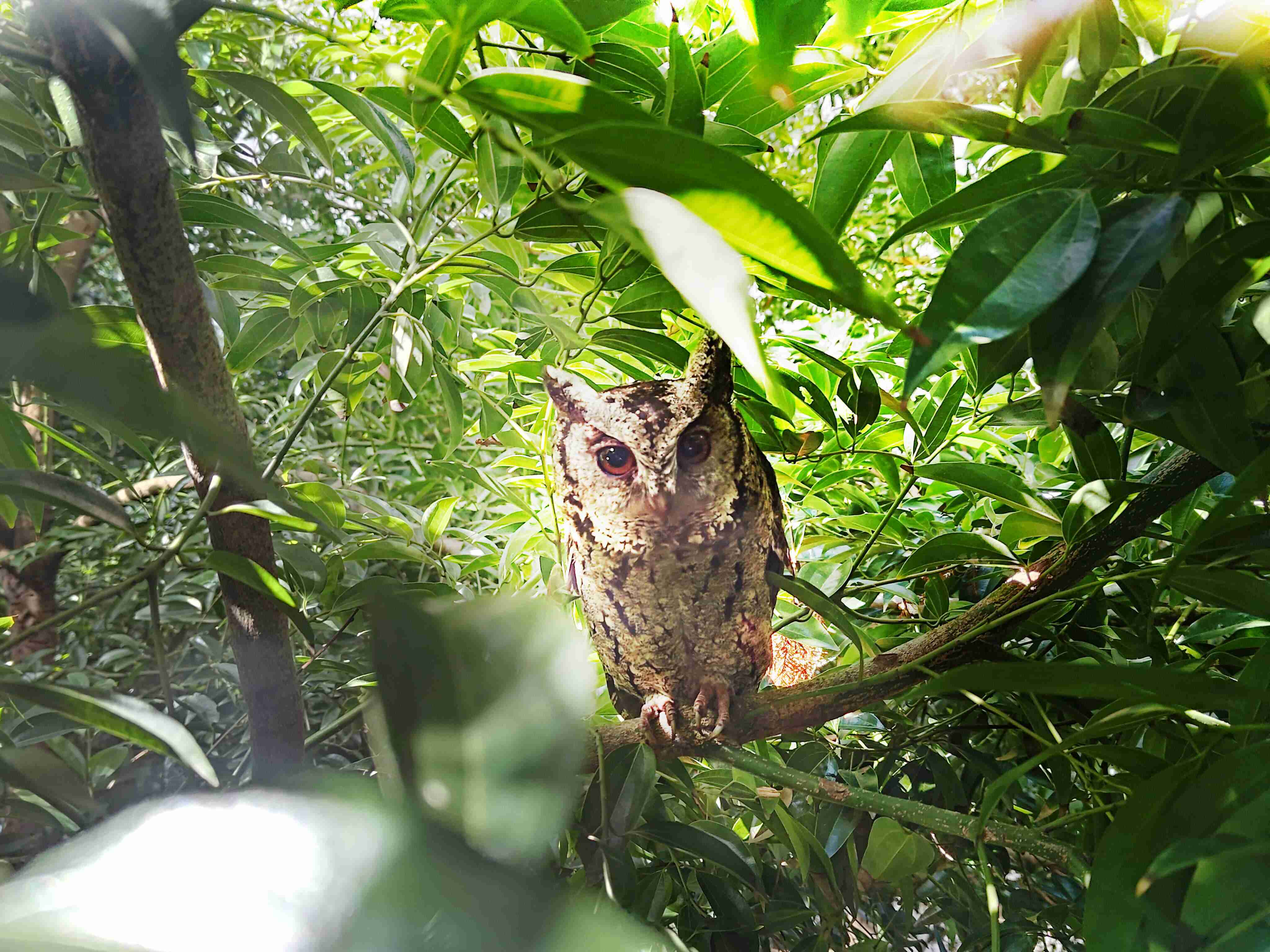 糖果派对致力提倡净零绿生活，，，16年以来在全球各厂区植树逾百万棵，，造就各厂区树木蔚然成林，，，，犹如森林工厂，，，成为许多生物的栖息地